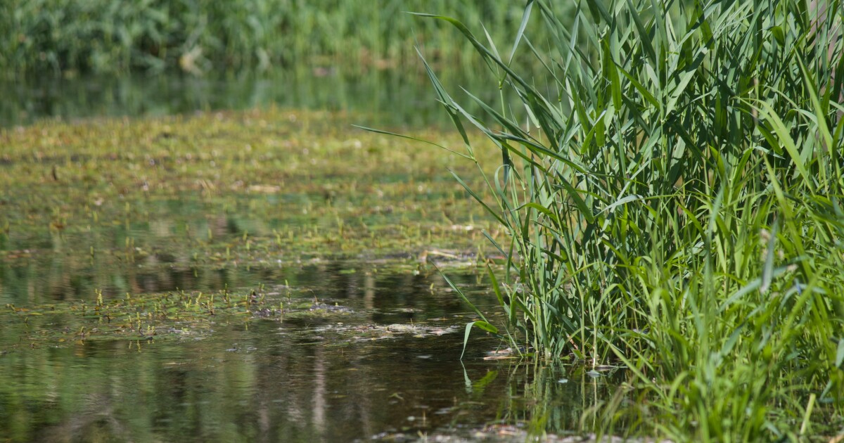 Clean water cost