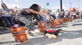 Dachshunds, outfitted in a provided hot dog bun costume, run a 75-foot heat at the 2017 Oktoberfest Zinzinnati. The "wiener" of the finals is crowned top dog.