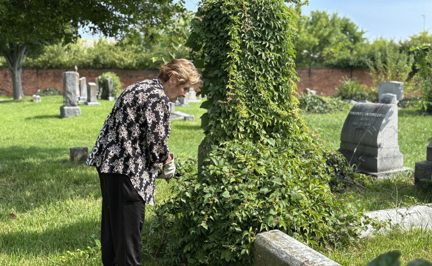 Diana Ramsey with the Norfolk Society for Cemetery Conservation removes ivy at Elmwood Cemetery in Norfolk in August 2026.