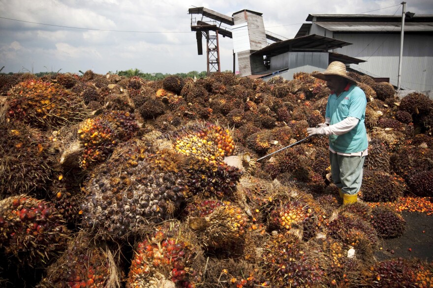 A worker collects oil palm fruits outside Kuala Lumpur, Malaysia in 2009. According to the State Department's 2015 human trafficking report, some foreign migrant workers on Malaysian palm oil plantations are subjected to forced labor.