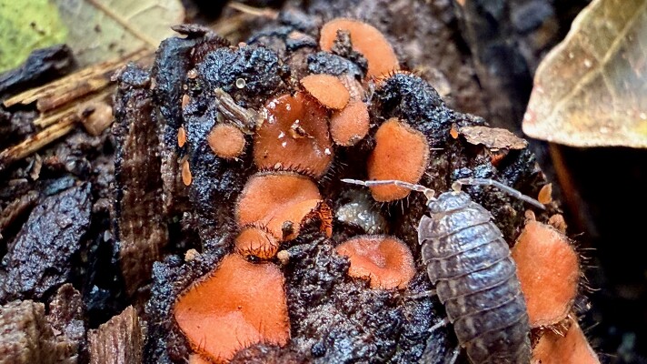 A brown, segmented pill bug crawls among orange eyelash cup fungi near Marine on St. Croix on Sept. 2, 2025.