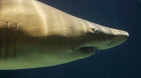 According to a charter boat operator in South Australia, sharks really like AC/DC. This makes perfect sense.