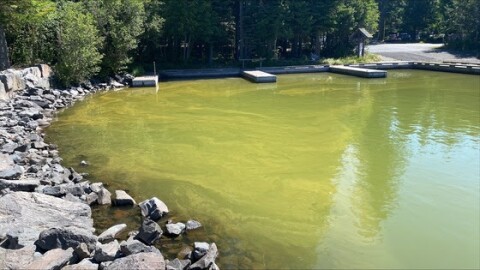 Greenish water from a harmful algae bloom is visible along the shoreline of Odell Lake in Klamath County.