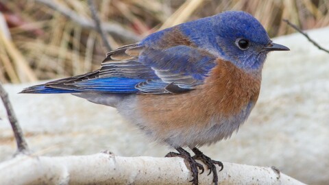 Western bluebirds forage across the Trans-Pecos in winter, but in summer nest in the region’s sky-island mountain ranges. They’re one among several species of blue birds found in Far West Texas.