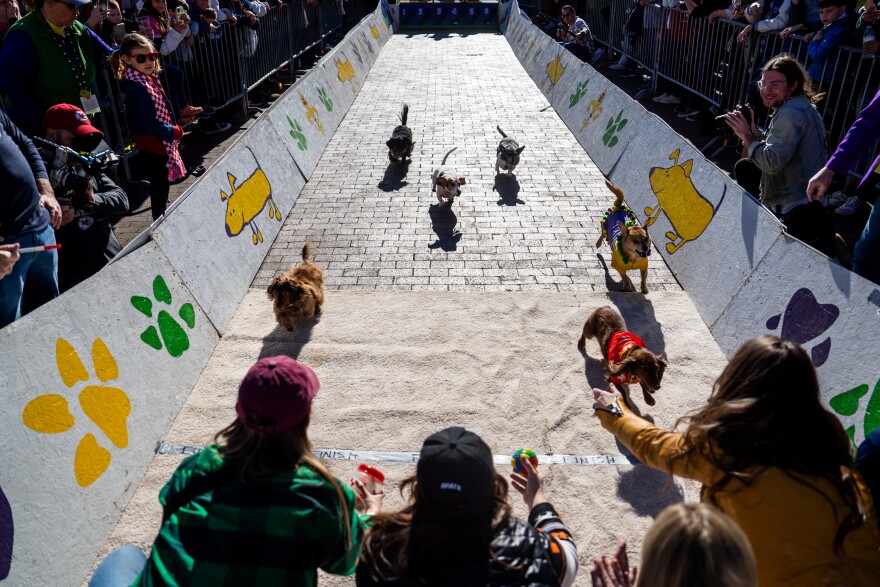 Photos Thousands fill Soulard for 30th annual Purina Pet Parade STLPR