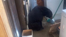 A bear broke into the laundry room of a Santa Barbara County home Thursday, and enjoyed some water from a water line it broke in the process.