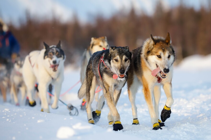dogs run on a trail