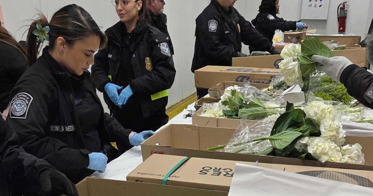 Valentine flower imports increase at Miami airport, despite tariffs and higher costs, officials say
