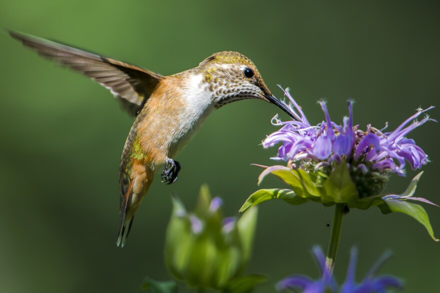 A female Broad-tailed hummingbird feeding on some Monarda flowers.