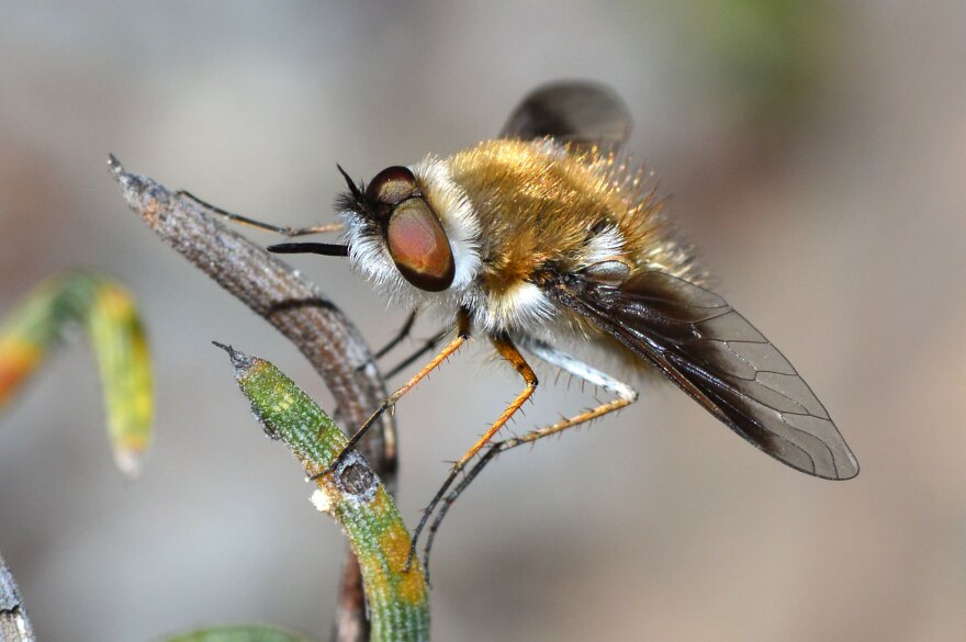 A bee fly