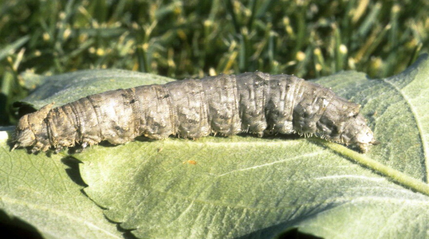 The pupa of a Sphinx moth.
