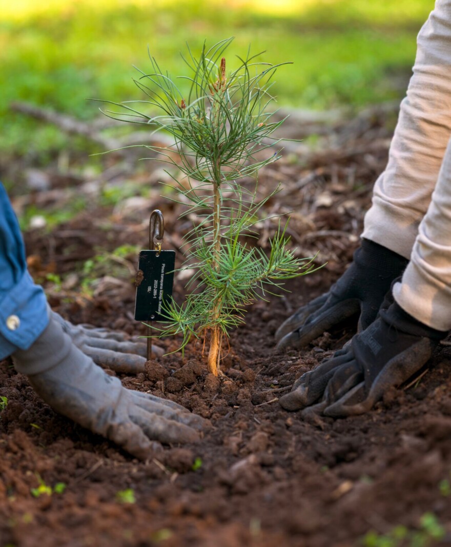 A Torrey Pine grove has been planted as part of the centennial celebrations at the Santa Barbara Botanic Garden.