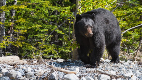 Bear stands on rocks in front of a canopy of trees