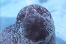Ronan, the Zoo's harbor seal, died Monday. He had only been at the Fort Wayne Zoo since 2024, making his public debut in 2025 at the Coastal Cove exhibit.