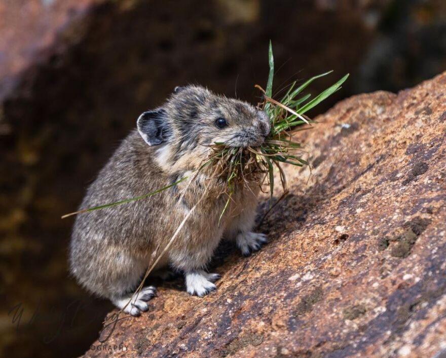 American pika