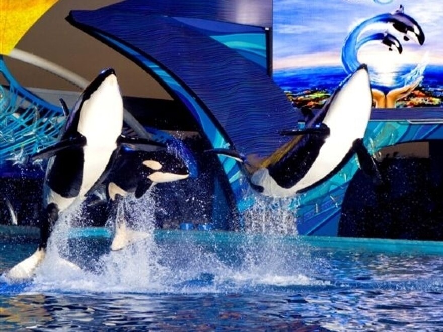 At Sea World in San Antonio, water that splashes out from Shamu's 5-million-gallon tank is captured then prepared for reuse through an on-site filtration system.