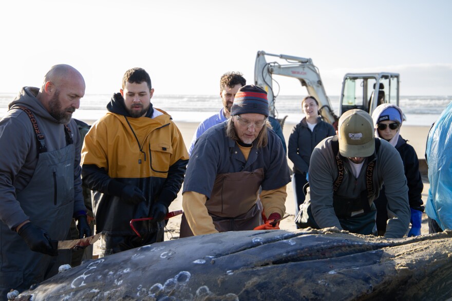 People examining dead whale. 