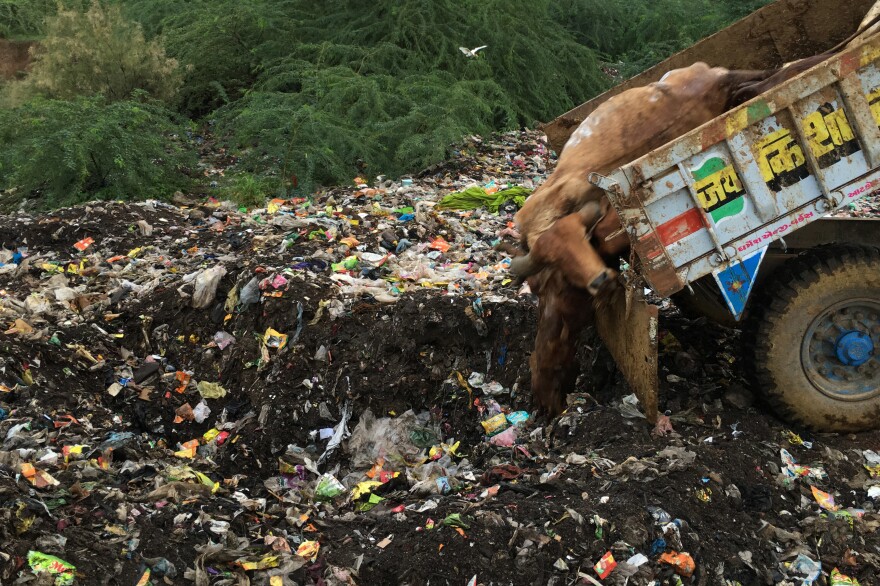 With some traditional cow skinners refusing to work as a protest their status in the cast system, cow carcasses are now being tossed into garbage dumps in Limbdi, a town in the state of Gujarat.