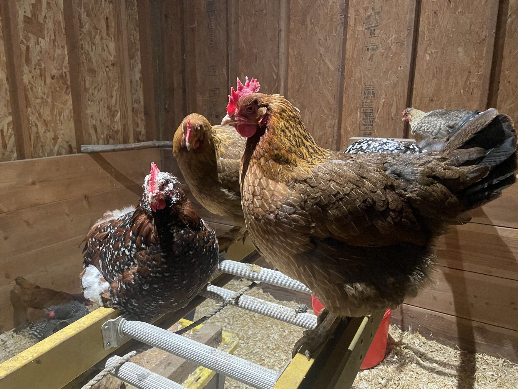 Ruling the roost: The 4-1-1 on raising backyard chickens