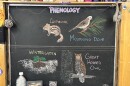Chalk illustrations show wintergreen, a Great Horned Owl, a Mourning Dove, and a chipmunk.