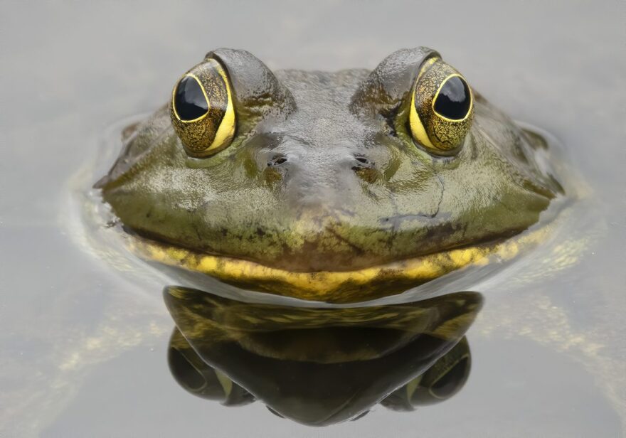 frog