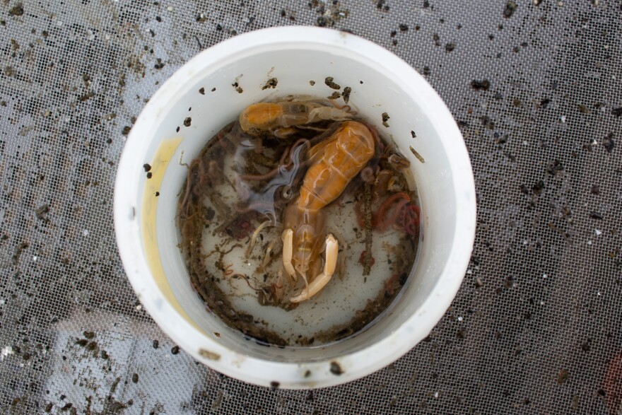 Two large shrimp in a bucket with other invertebrates