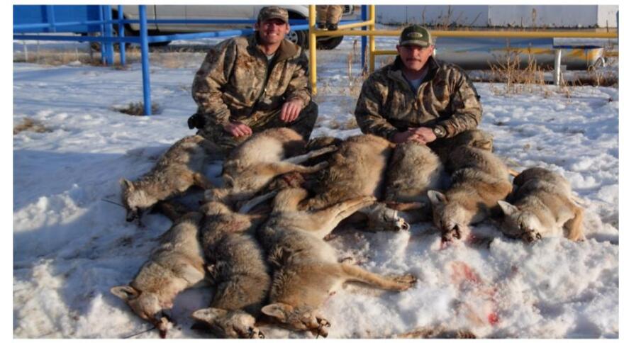 coyote killing conte