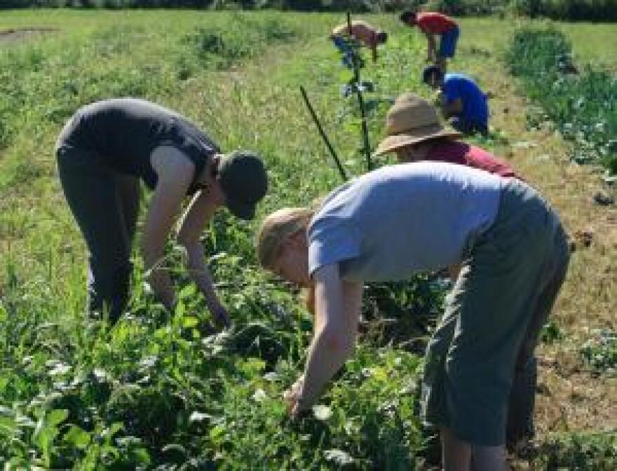 There's a division within the organic food movement.