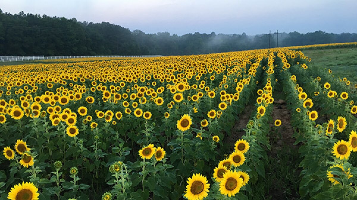 Sunflowers In Raleigh Offer A Green Solution For Wastewater Treatment Wunc