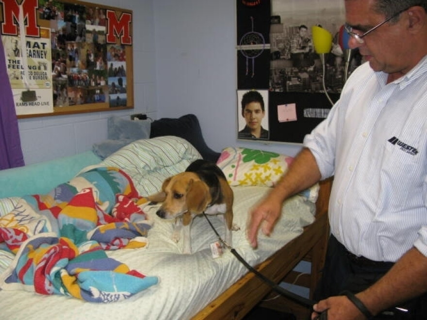 Dixie searches for bedbugs at a private school  near Baltimore  with the  help of her handler, Blaine Lessard.