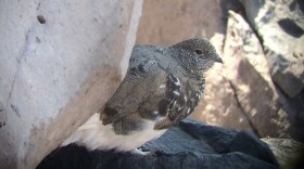 The U.S. Fish and Wildlife Service is proposing listing Mount Rainier white-tailed ptarmigan as threatened because climate change will greatly disrupt its alpine habitat. CREDIT: Jamie Hanson/USFWS