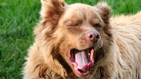 Contagious yawning is more than just an indication of sleepiness