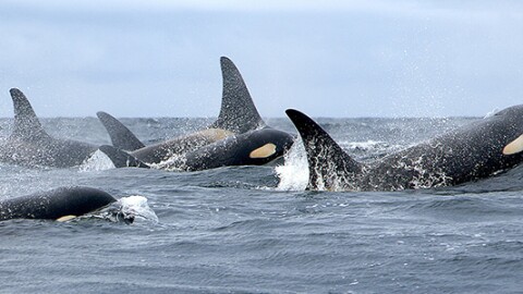 A pod of orcas.