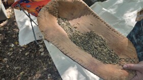 Wild rice grains in a birch bark basket