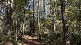 The upper loop at Devil's Millhopper Geological State Park.