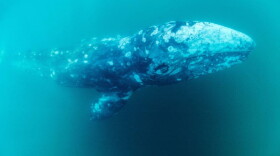 A photograph taken on May 4, 2021 shows a young grey whale, called Wally, swimming in the Mediterranean sea, off the coast of Sete, southern France. (RENAUD DUPUY DE LA GRANDRIVE/AFP via Getty Images)