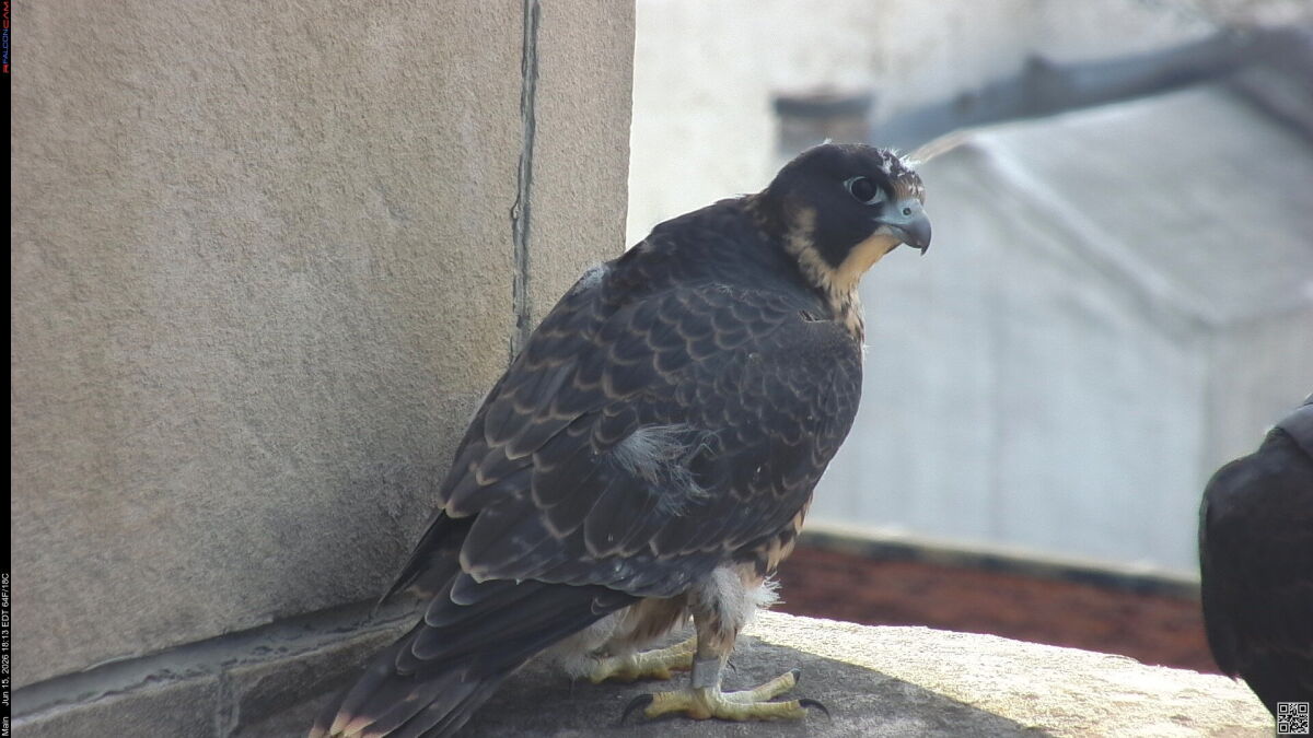 Kodak, a fledgling peregrine falcon that went missing, has been found