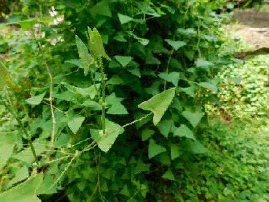 Mile-a-minute weed covering a tree with layers of vines