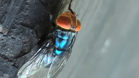 An adult New World screwworm fly sits in this undated photo.