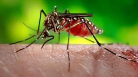 An <em>Aedes aegypti</em> mosquito, a common carrier of the virus that causes dengue fever, feeds on a unfortunate human's arm.