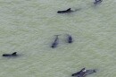 Dozens of pilot whales are stranded in shallow water in a remote area of Florida's Everglades National Park.