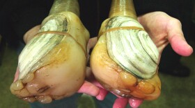 geoduck