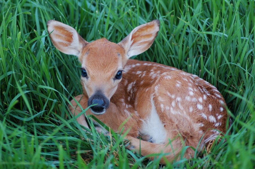 It is normal for does to leave fawns hidden in tall grass while they go for food.