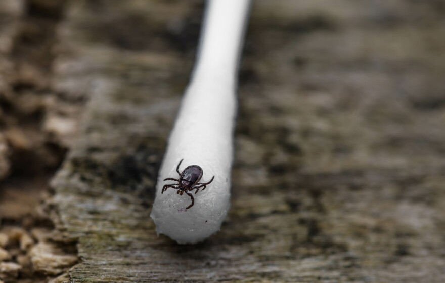 tick on swab