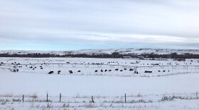 Calves on their early winter quarters at Seacross Ranch in Lodge Grass