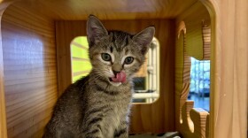 Patty Baker Humane Society Naples is reducing adoption fees for kittens on Saturday, June 13 and Sunday, June 14. Adoption fees for kittens will be $50 during the two-day adoption event. Above, Tanzanite, a two-month-old male, is available for adoption at PBHSN’s main shelter, located at 370 Airport-Pulling Road North.