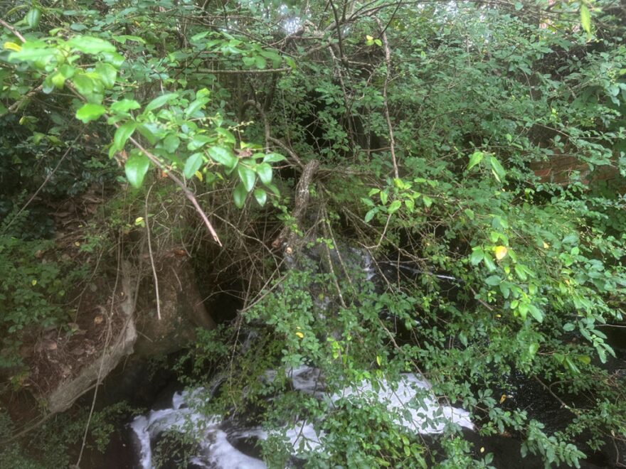 Foamy, smelly water flows from a Smithfield stormwater outfall, hidden behind foilage just off the Neuse River Greenway.