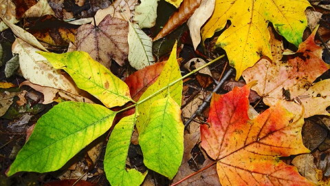 Close-up of leaves on the ground