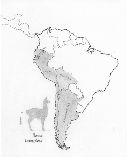 Present-day range and approximate size of llamas throughout South America.
