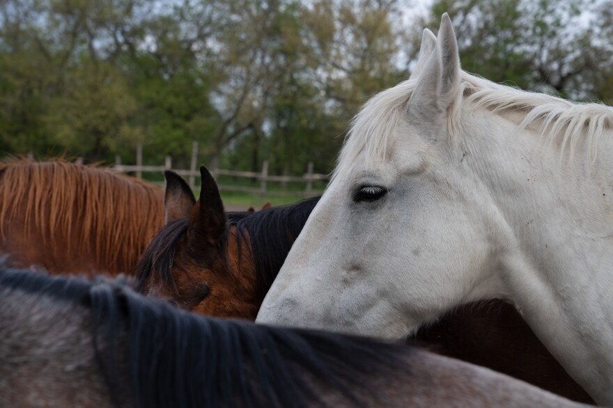 A herd of horses at the riding school on Khortytsia.